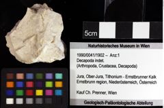 Foto (Objket + Etiketten) von Decapoda indet. 